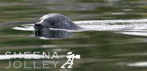 Common Seal  curious  inquisitive  big eyes   waters  Glengarriff  west Cork  ireland  photograph Common Seal (Still Waters).jpg Common Seal (Still Waters).jpg Common Seal (Still Waters).jpg Common Seal (Still Waters).jpg